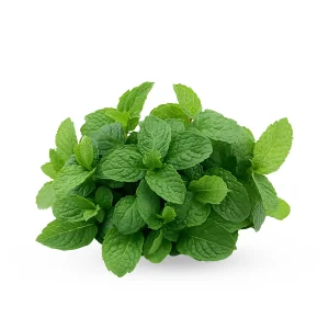 نعناع - Menthe
